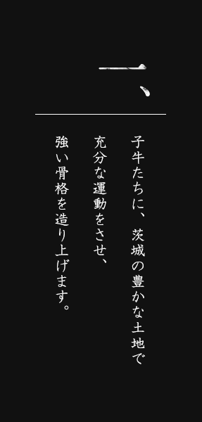 常陸牛の飼育方法１